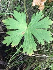 Geranium viscosissimum