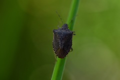 Euschistus biformis