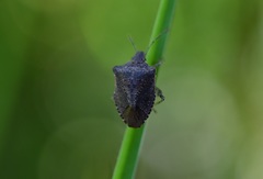 Euschistus biformis