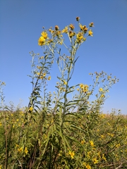 Helianthus californicus