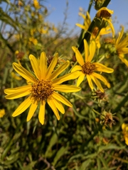 Helianthus californicus