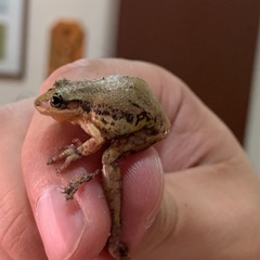 Scinax nasicus