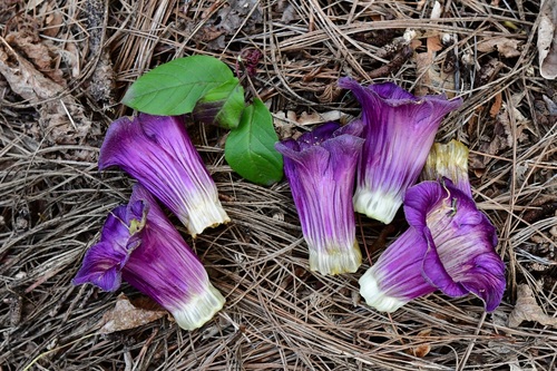 Cobaea scandens (Cobaea scandens)