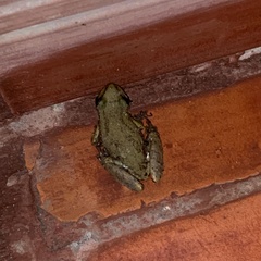 Scinax nasicus