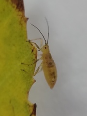 Calaphidina