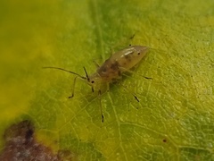 Calaphidina