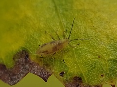 Calaphidina