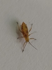 Calaphidina