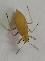 Calaphidina