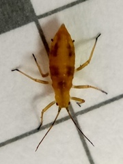 Calaphidina