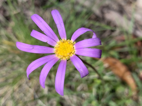 Calotis scabiosifolia, photograph 3