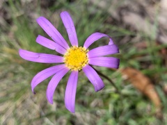 (c) Lukas Clews, some rights reserved (CC BY) Calotis scabiosifolia, photograph (c) Lukas Clews, some rights reserved (CC BY)