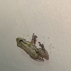 Scinax nasicus