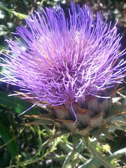 Cynara cardunculus cardunculus