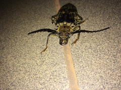 Tithoes congolanus