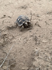 Chelonoidis chilensis