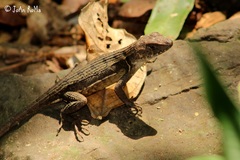 Sceloporus utiformis