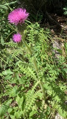 Cirsium drummondii