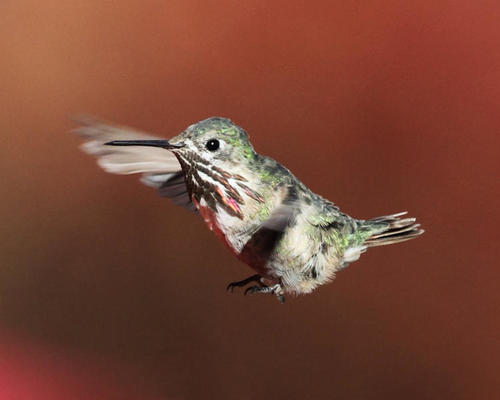 Calliope Hummingbird photographed in New Hampshire