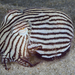 Sepioloidea lineolata - Photo 由 Klaus Stiefel 所上傳的 (c) Klaus Stiefel，保留部份權利CC BY-NC