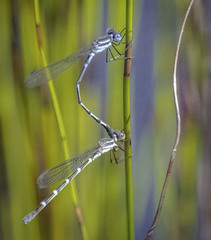Austrolestes minjerriba