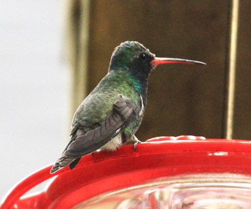Broad-billed Hummingbird photographed in Massachusetts