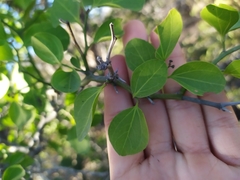 Sarcomphalus amole