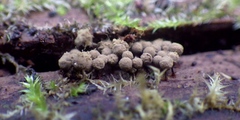 Cribraria argillacea