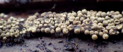Cribraria argillacea