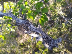 Sarcomphalus amole