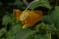Impatiens ecornuta