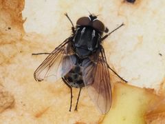 Graphomya maculata