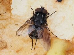 Graphomya maculata