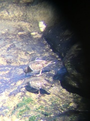 Arenaria melanocephala