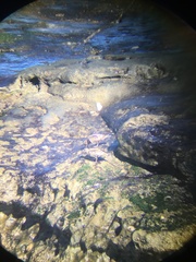 Arenaria melanocephala