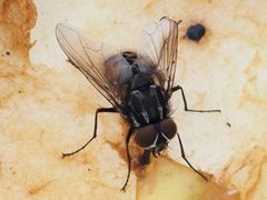 Graphomya maculata