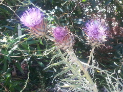 Cynara cardunculus cardunculus