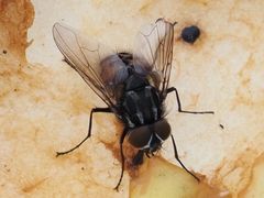 Graphomya maculata