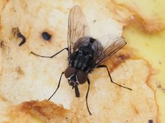 Graphomya maculata