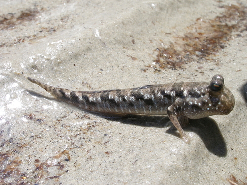 Barred Mudskipper