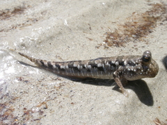Barred Mudskipper photo 2
