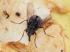 Graphomya maculata