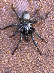 Calisoga longitarsis