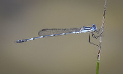 Austrolestes minjerriba