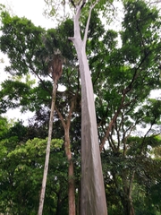 Calycophyllum spruceanum