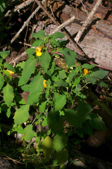 Impatiens ecornuta