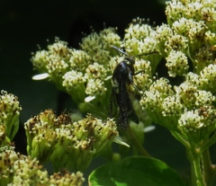 Melittia chimana