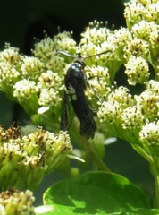 Melittia chimana