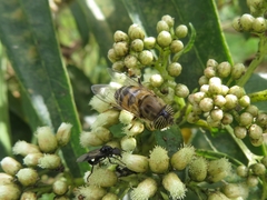 Eristalinus taeniops