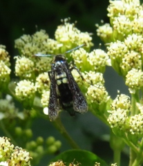 Melittia chimana